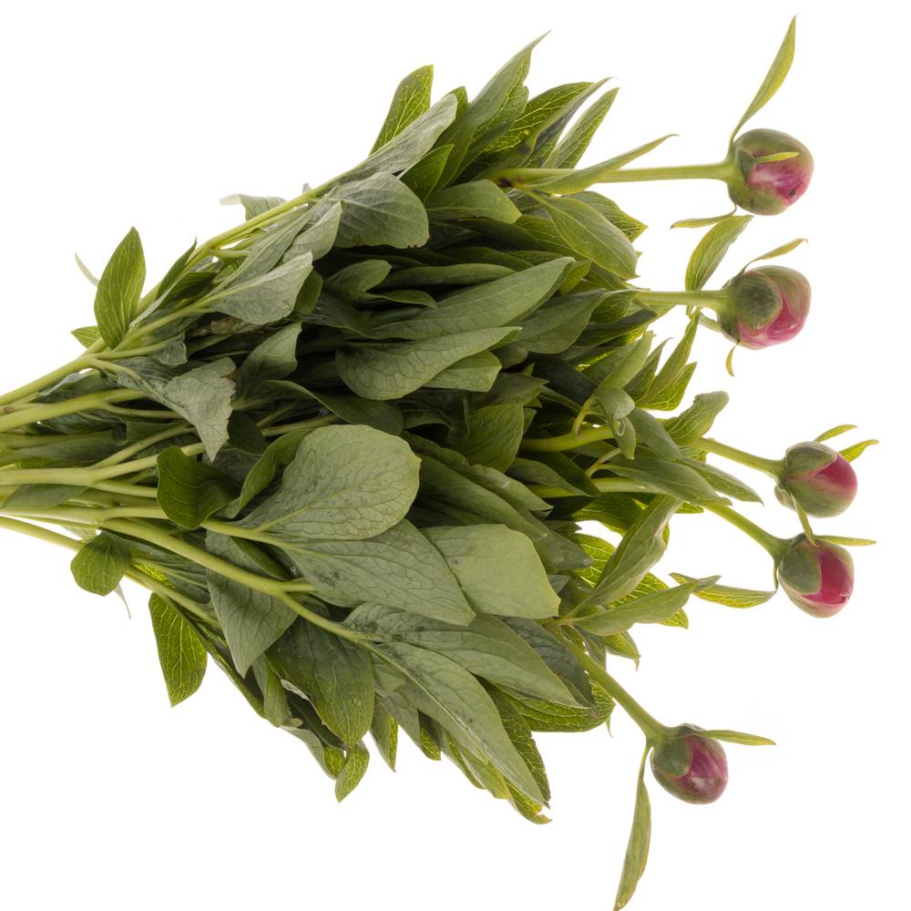 Pfingstrose pink Alba 45cm