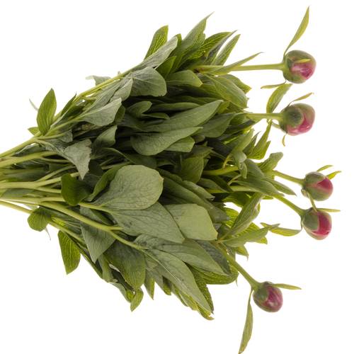 Pfingstrose pink Alba 45cm