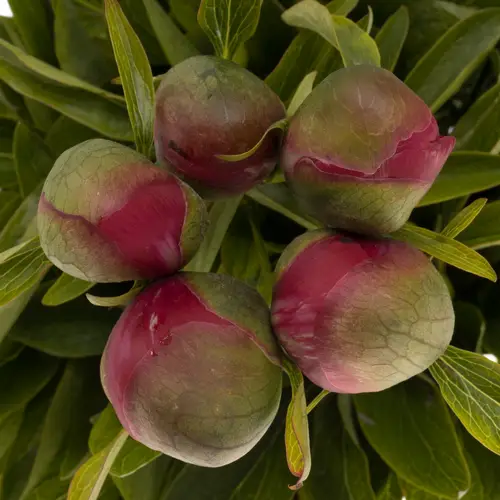 Pfingstrose pink Alba 45cm