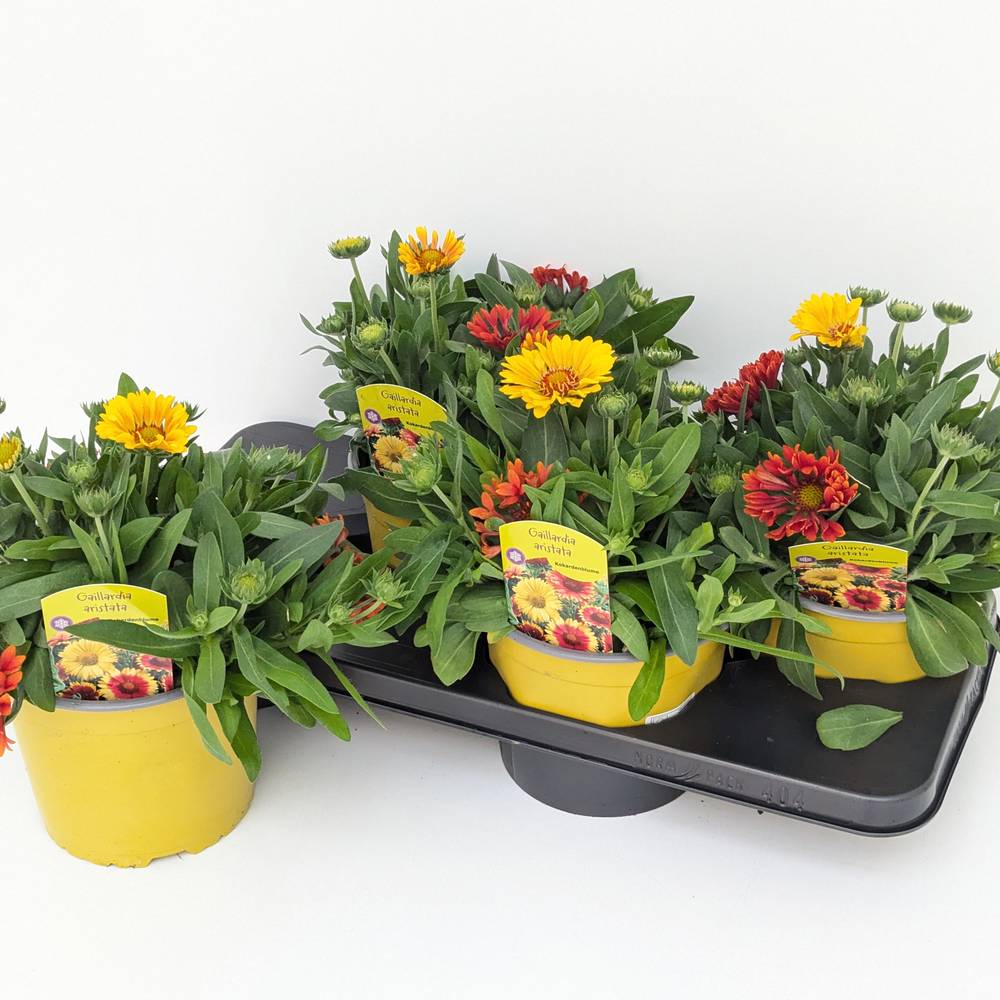Gaillardia gelb Spin Top T17 H030