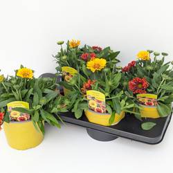 Gaillardia gelb Spin Top T17 H030