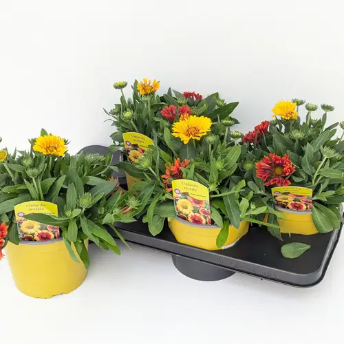 Gaillardia gelb Spin Top T17 H030
