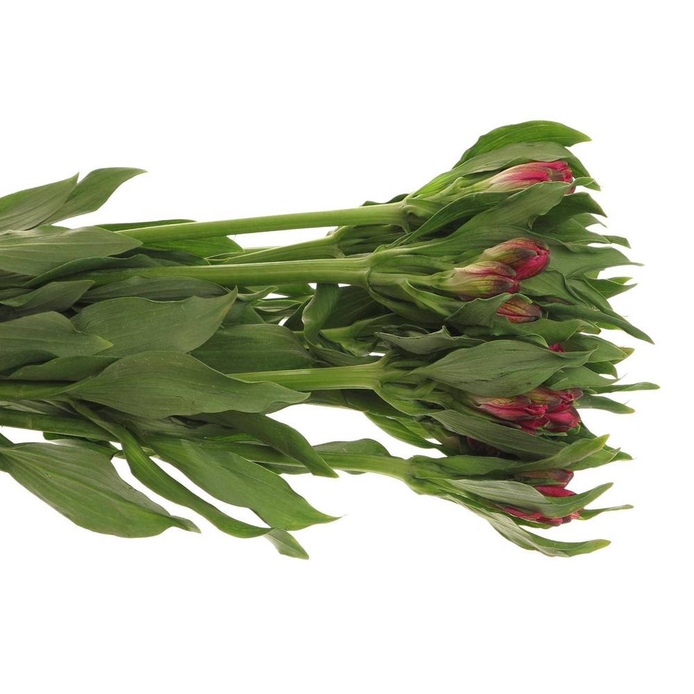 Alstroemerie fuchsia Rome 95 gram 95 Gramm 6Blüte 75cm (Alstroemerien ...