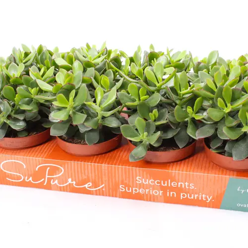 Crassula Minova Magic Woods T12 H20