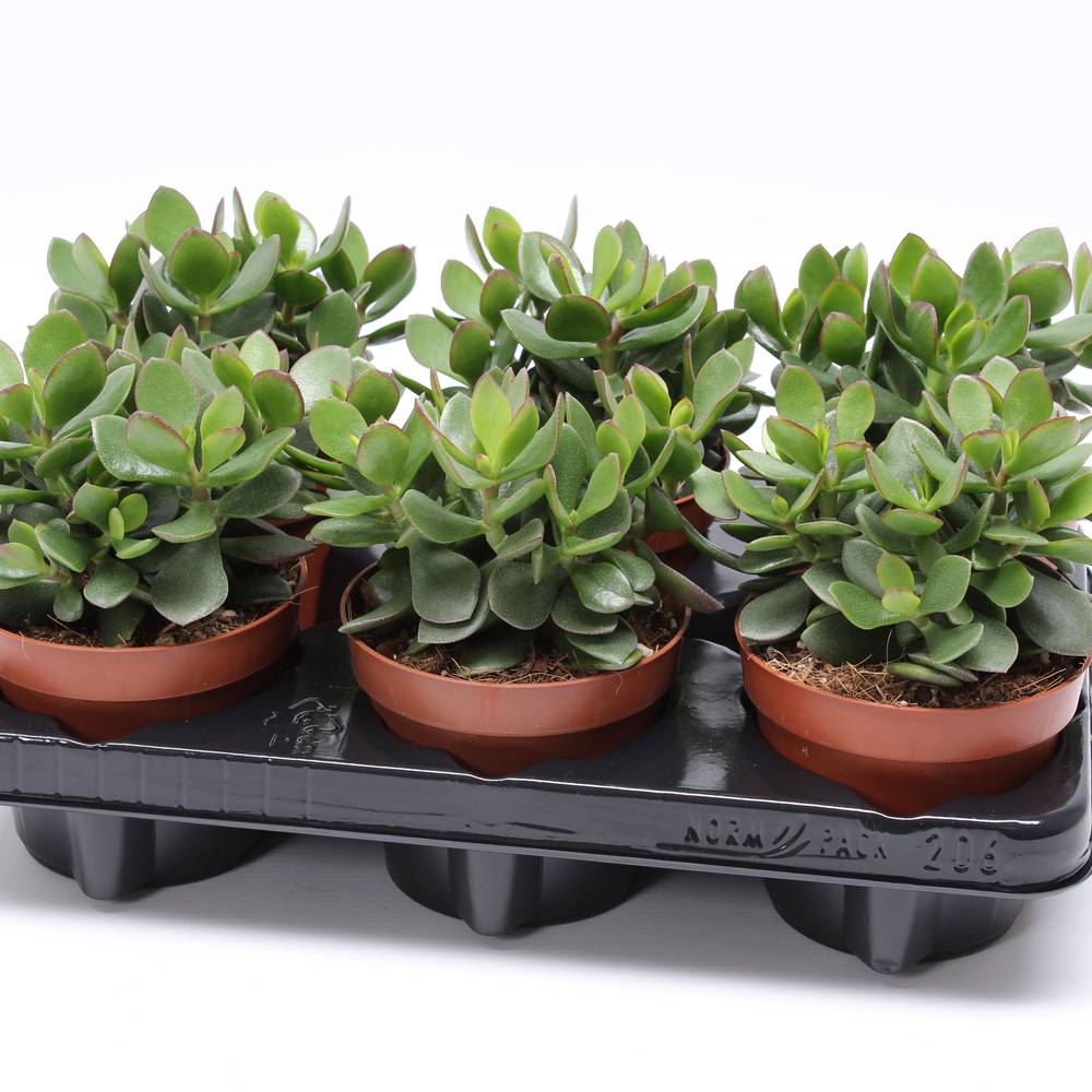 Crassula Minova Magic Woods T12 H20