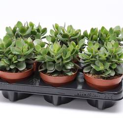 Crassula Minova Magic Woods T12 H20