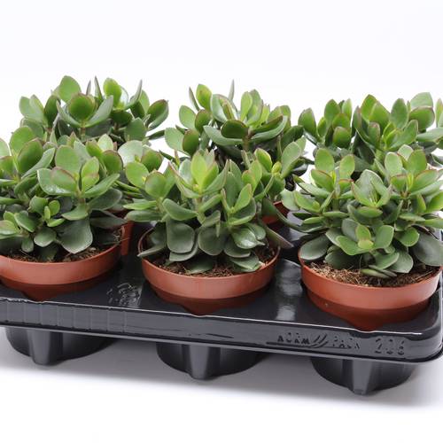 Crassula Minova Magic Woods T12 H20