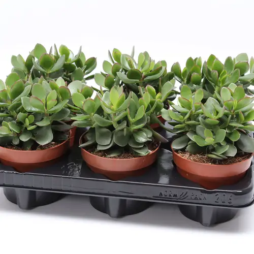 Crassula Minova Magic Woods T12 H20