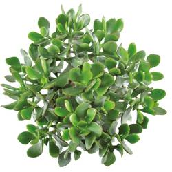 Crassula Minova Magic Woods T12 H20