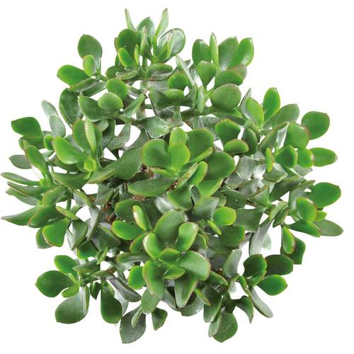 Crassula Minova Magic Woods T12 H20