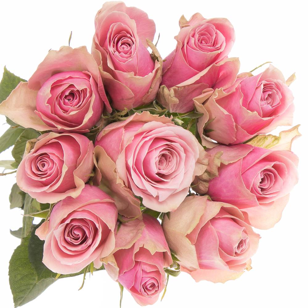 Rose rosa Athena Royale 50cm Fairtrade