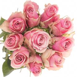 Rose rosa Athena Royale 50cm Fairtrade