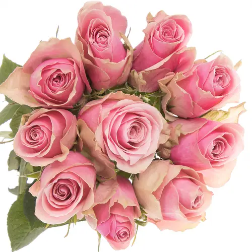Rose rosa Athena Royale 50cm Fairtrade