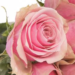 Rose rosa Athena Royale 50cm Fairtrade