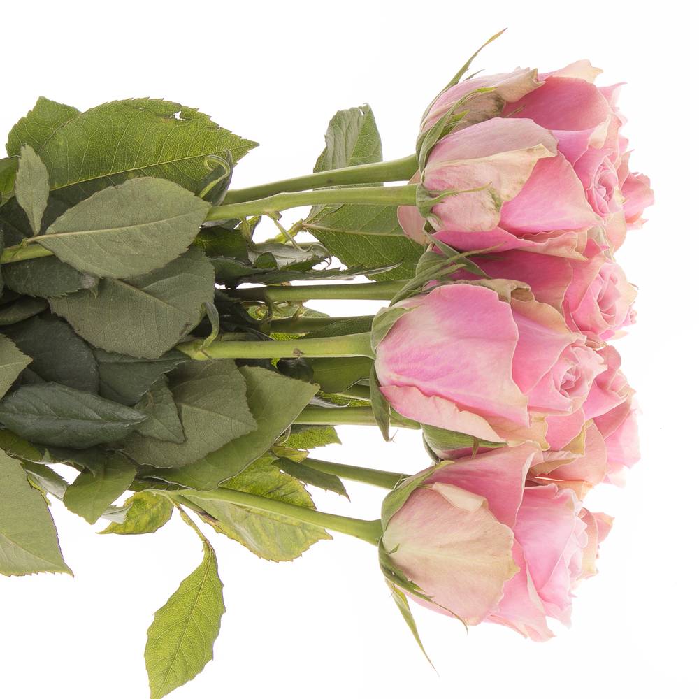 Rose rosa Athena Royale 50cm Fairtrade