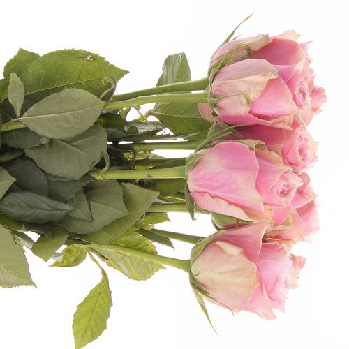 Rose rosa Athena Royale 50cm Fairtrade