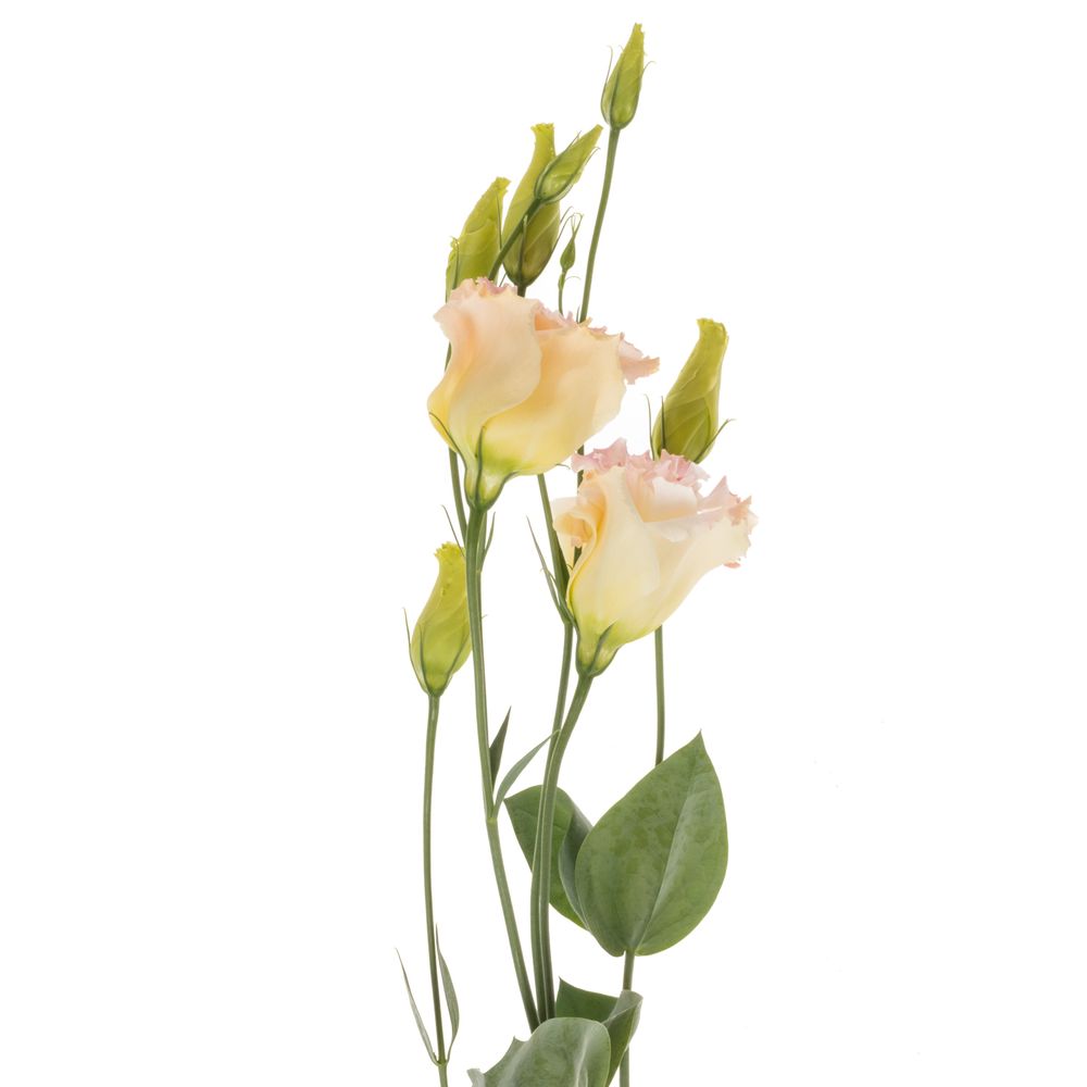 Lisianthus rosa/creme Mega Champange 5+70cm