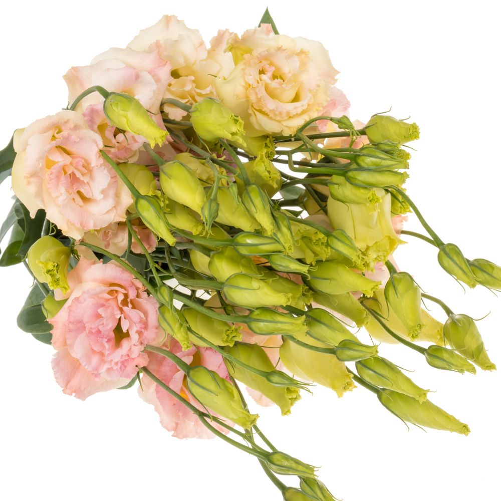 Lisianthus rosa/creme Mega Champange 5+70cm