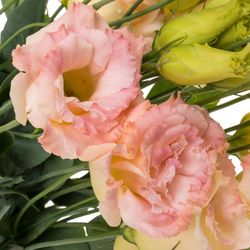 Lisianthus rosa/creme Mega Champange 5+70cm