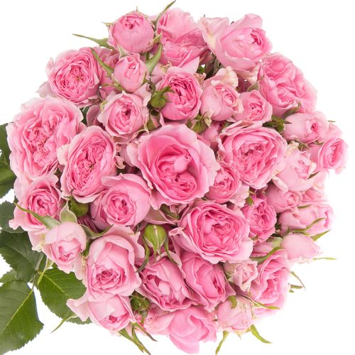 Rosa Freiland hell rosa/rosa Grateful 3+Blüte 60cm