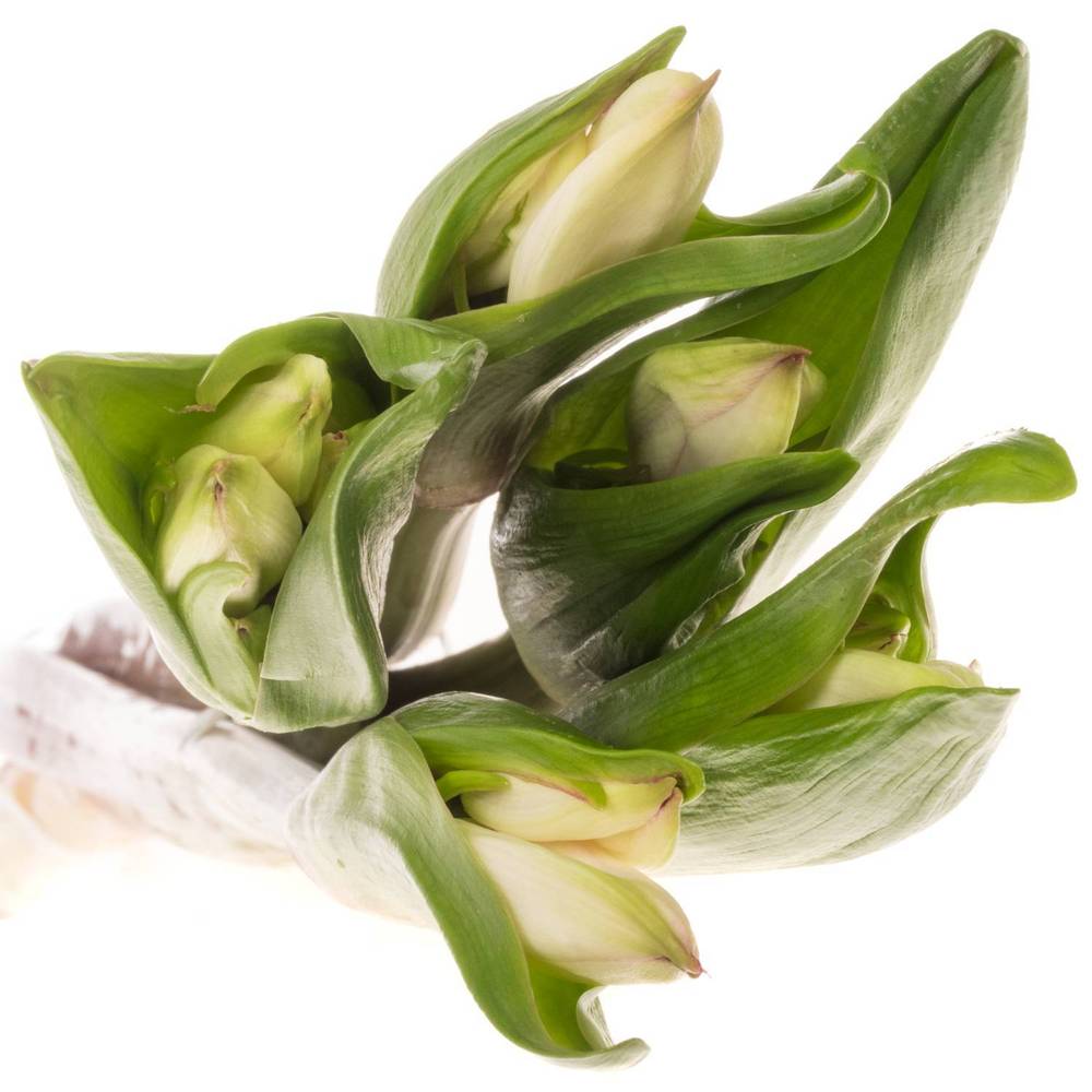 Amarcrinum weiss 60cm