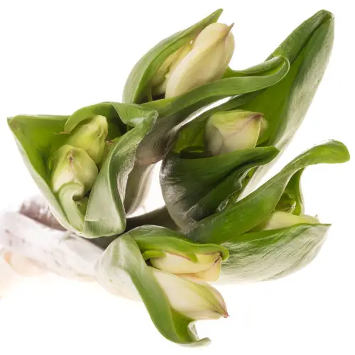 Amarcrinum weiss 60cm