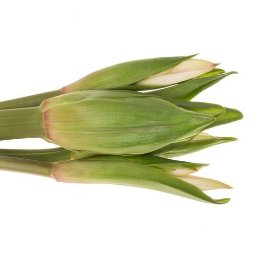 Amarcrinum weiss 60cm