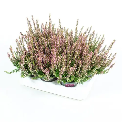 Calluna GG mini rosa T06 H010