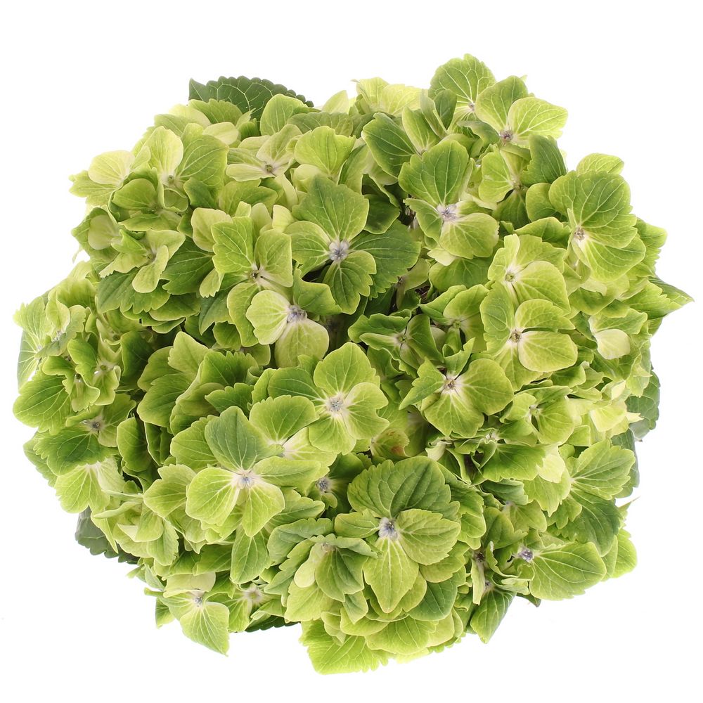 Hortensie grün Summer 50cm