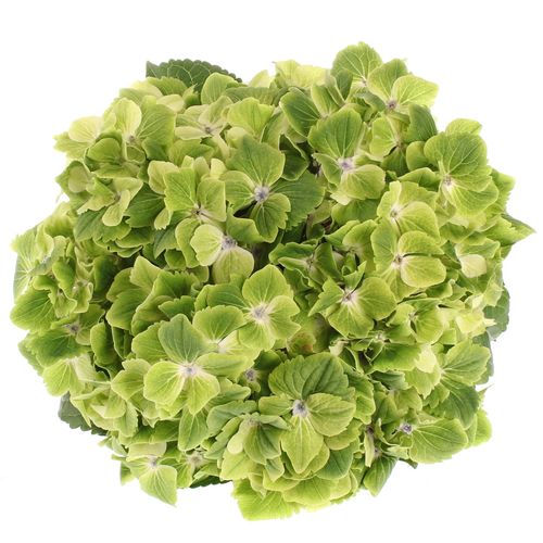 Hortensie grün Summer 50cm