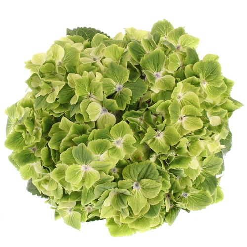 Hortensie grün Summer 50cm