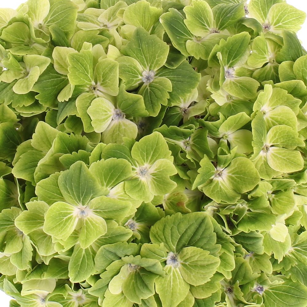 Hortensie grün Summer 50cm