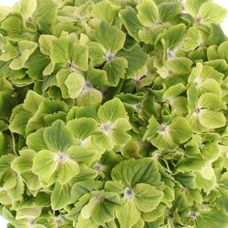 Hortensie grün Summer 50cm