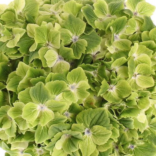 Hortensie grün Summer 50cm