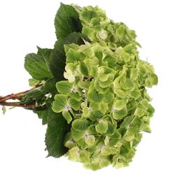 Hortensie grün Summer 50cm