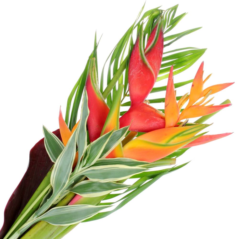 Heliconia Strauß Kinsha 65cm