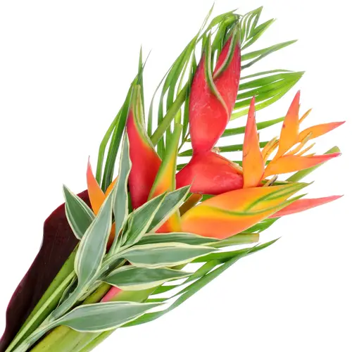 Heliconia Strauß Kinsha 65cm