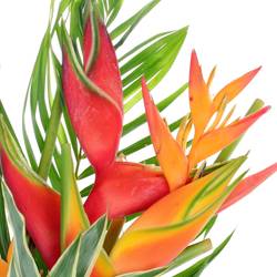 Heliconia Strauß Kinsha 65cm