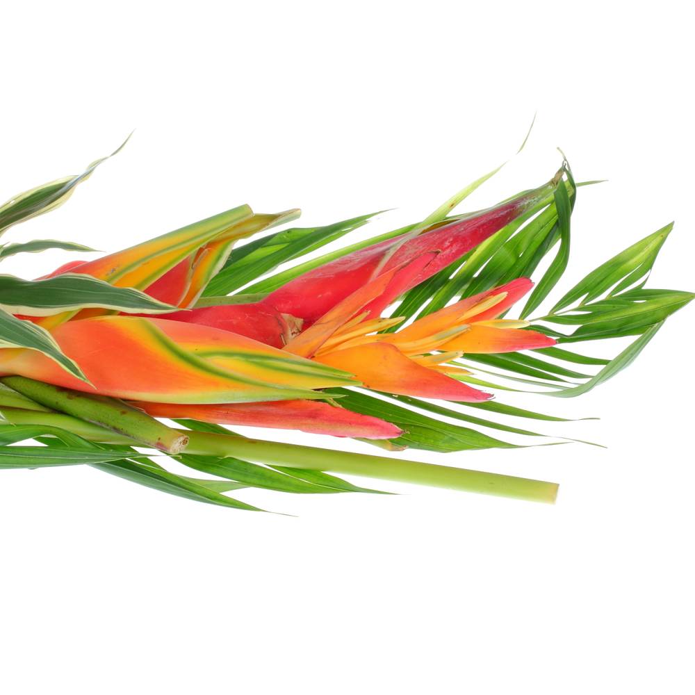 Heliconia Strauß Kinsha 65cm