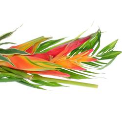 Heliconia Strauß Kinsha 65cm