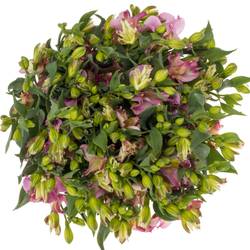 Alstroemerie rosa Joy Ride 16+Blüte 75cm