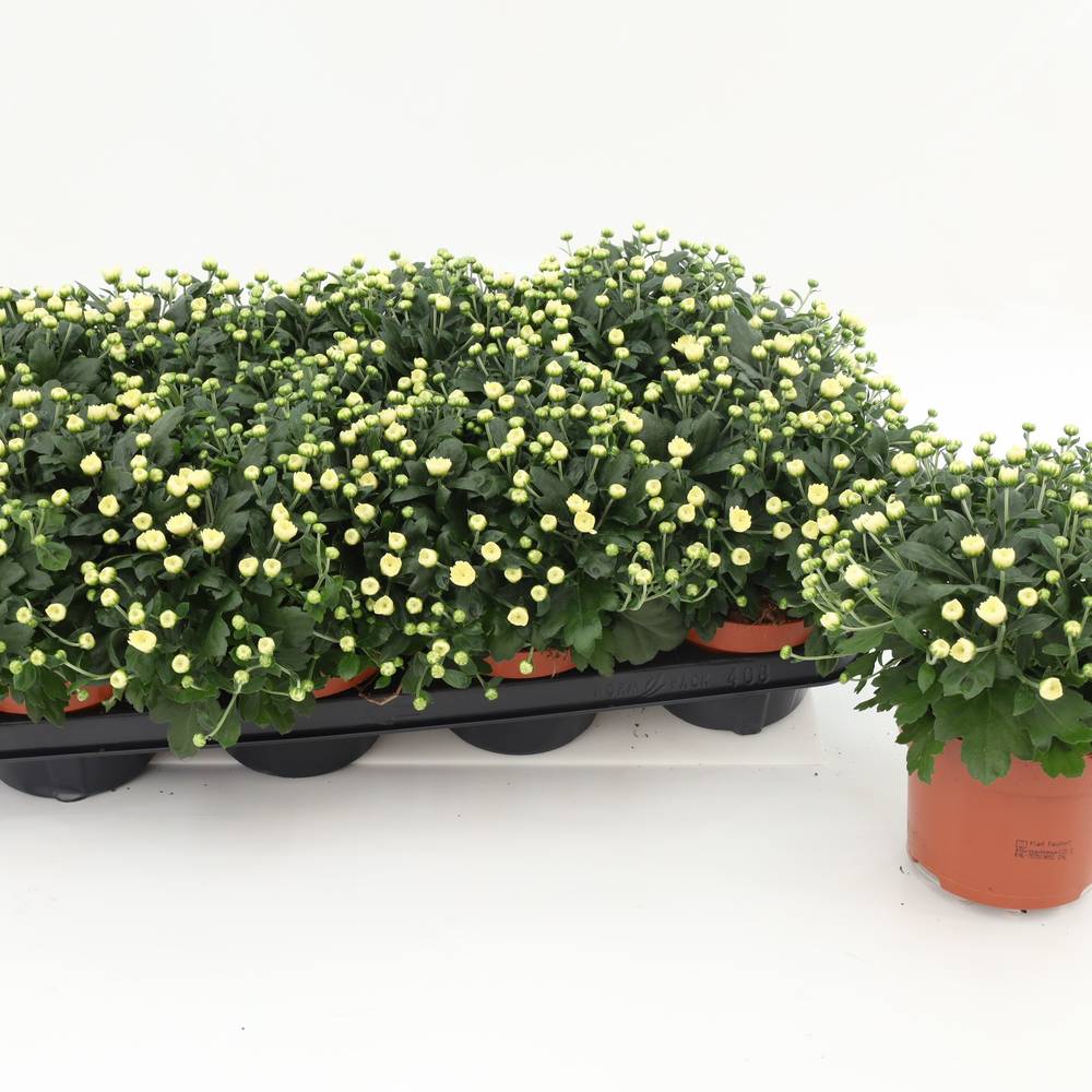 Chrys. weiss Gardenmums T13 H017