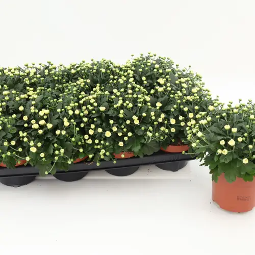 Chrys.Gardenmums weiss T13 H017