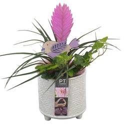 Till.Arr PTIB6396 T12 H030