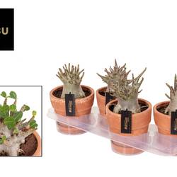Adenium Baobab im Terracotta Übertopf T17 H025