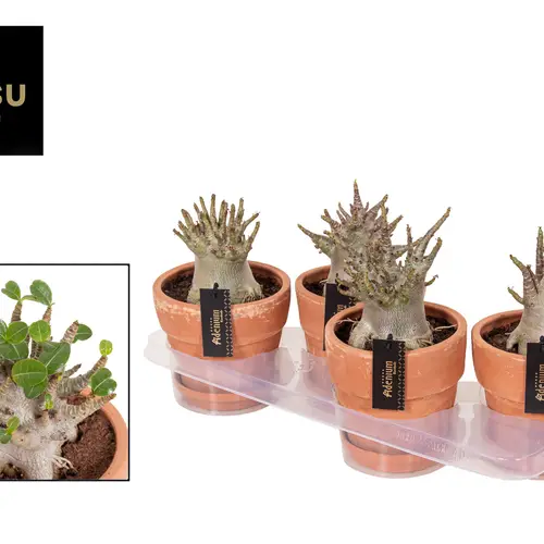 Adenium Baobab im Terracotta Übertopf T17 H025