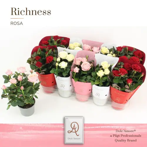 Rosa weiss/rosa/rot Dolc'Amore T10,5 H025