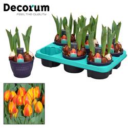 Tulpen 5er rot/gelb Flair T12 H17