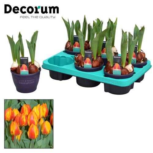 Tulpen 5er rot/gelb Flair T12 H17