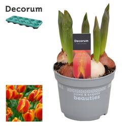 Tulpen 5er rot/gelb Flair T12 H17